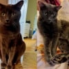 Illustration : Ballott&eacute; de foyer en foyer, ce chat voit son pass&eacute; ressurgir gr&acirc;ce &agrave; sa puce &eacute;lectronique