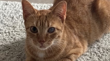 Illustration : Cette chatte atteinte d&rsquo;un coryza chronique restera en famille d&rsquo;accueil, mais cherche un parrain pour ses soins