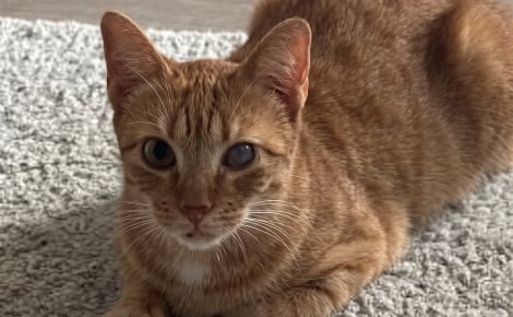 Cette chatte atteinte d’un coryza chronique restera en famille d’accueil, mais cherche un parrain pour ses soins
