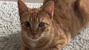 Illustration : Cette chatte atteinte d’un coryza chronique restera en famille d’accueil, mais cherche un parrain pour ses soins