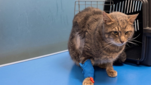 Illustration : Ce chat de 7 ans va mieux, mais reste trop fragile pour être adopté et a besoin de parrains pour ses soins