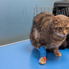 Illustration : Ce chat de 7 ans va mieux, mais reste trop fragile pour &ecirc;tre adopt&eacute; et a besoin de parrains pour ses soins