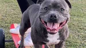 Illustration : "8 faits sur le Staffordshire Bull Terrier, de son large sourire à sa difficulté à rester seul"