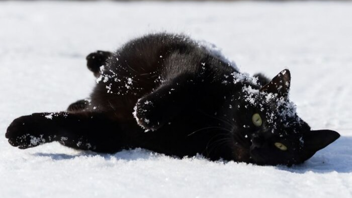 Illustration : "15 chats noirs amusants mis en lumière par un photographe de rue"