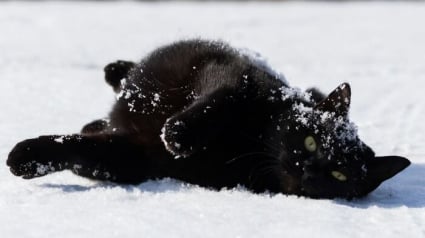 Illustration : 15 chats noirs amusants mis en lumi&egrave;re par un photographe de rue