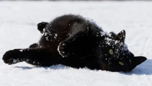 Illustration : "15 chats noirs amusants mis en lumière par un photographe de rue"