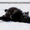Illustration : 15 chats noirs amusants mis en lumi&egrave;re par un photographe de rue