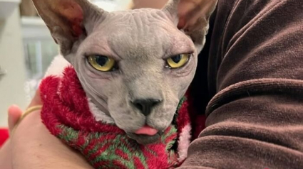 Illustration : 12 photos de chats bichonn&eacute;s chez le v&eacute;t&eacute;rinaire, mais qui n&rsquo;ont pas tous l&rsquo;air ravis d&rsquo;y &ecirc;tre