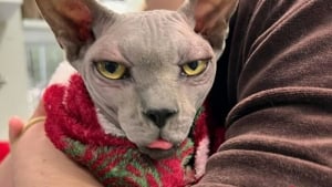 Illustration : "12 photos de chats bichonnés chez le vétérinaire, mais qui n’ont pas tous l’air ravis d’y être"