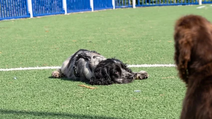 Illustration : Ce jeune chien narcoleptique peut s&rsquo;endormir en pleine activit&eacute;, parfois m&ecirc;me pendant qu&rsquo;il mange