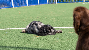 Illustration : Ce jeune chien narcoleptique peut s’endormir en pleine activité, parfois même pendant qu’il mange