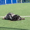 Illustration : Ce jeune chien narcoleptique peut s&rsquo;endormir en pleine activit&eacute;, parfois m&ecirc;me pendant qu&rsquo;il mange
