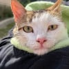 Illustration : Un chat coinc&eacute; plusieurs jours dans un arbre saute dans la rivi&egrave;re, puis une b&eacute;n&eacute;vole le r&eacute;cup&egrave;re