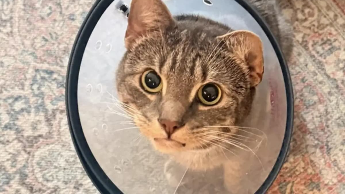 Illustration : "Ce chat vomissait depuis des mois, puis les vétérinaires ont retiré 35 élastiques à cheveux de son estomac"