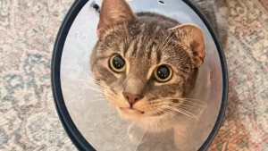 Illustration : Ce chat vomissait depuis des mois, puis les vétérinaires ont retiré 35 élastiques à cheveux de son estomac
