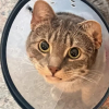 Illustration : Ce chat vomissait depuis des mois, puis les v&eacute;t&eacute;rinaires ont retir&eacute; 35 &eacute;lastiques &agrave; cheveux de son estomac