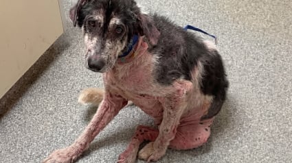 Illustration : Ce chien presque sans poils devait &ecirc;tre accueilli temporairement, mais sa m&egrave;re d&rsquo;accueil finit par l&rsquo;adopter