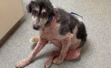 Ce chien presque sans poils devait être accueilli temporairement, mais sa mère d’accueil finit par l’adopter