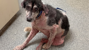 Illustration : Ce chien presque sans poils devait être accueilli temporairement, mais sa mère d’accueil finit par l’adopter
