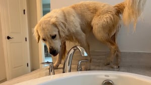 Illustration : Ce chien s’invite dans le bain de sa maîtresse, puis recommence après avoir été repoussé (vidéo)
