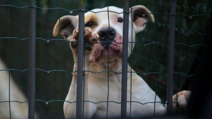 Illustration : La SPA a accueilli 9 508 animaux en juillet et ao&ucirc;t 2026, mais ses refuges manquent encore de places