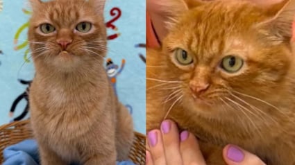 Illustration : Ce chat &agrave; l&rsquo;air boudeur est ramen&eacute; au refuge apr&egrave;s 5 ans en famille, puis trouve un nouveau foyer