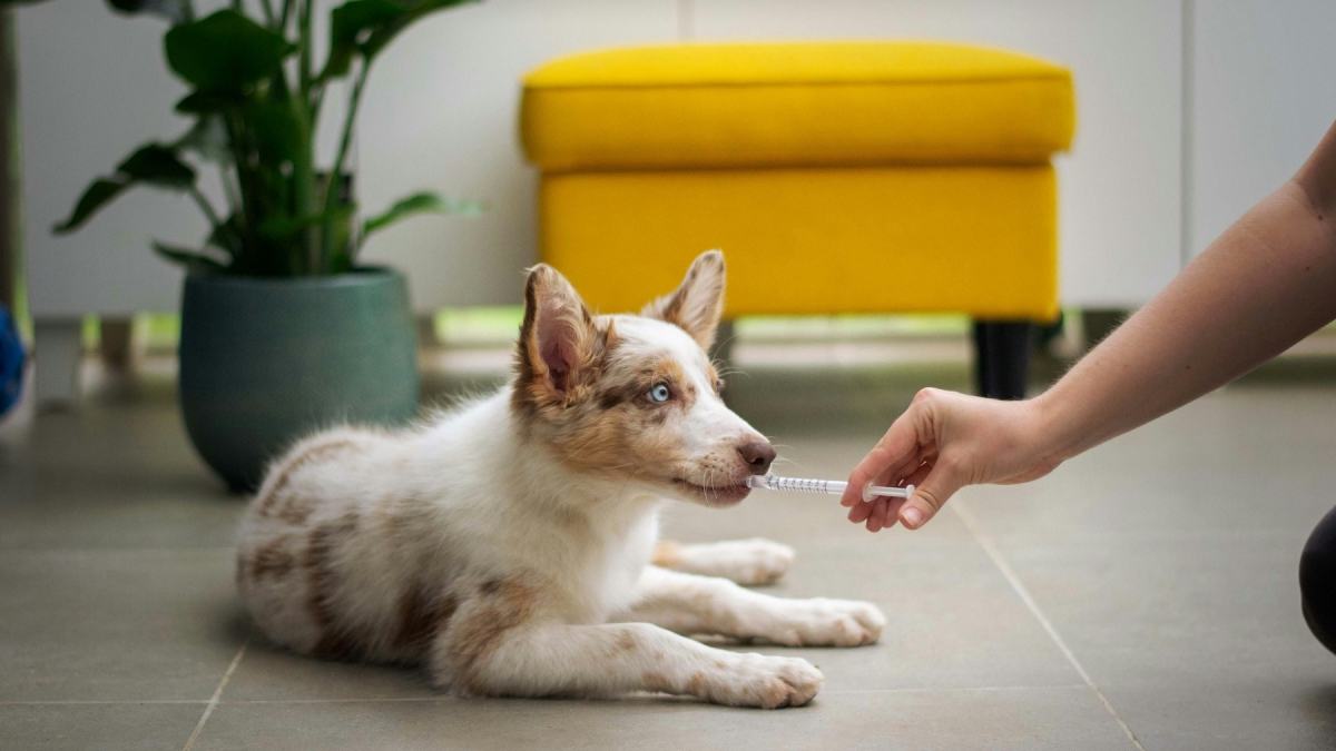 Illustration : "Pouvez-vous donner un médicament pour humain à votre chien ?"