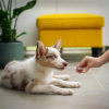 Illustration : Pouvez-vous donner un m&eacute;dicament pour humain &agrave; votre chien ?