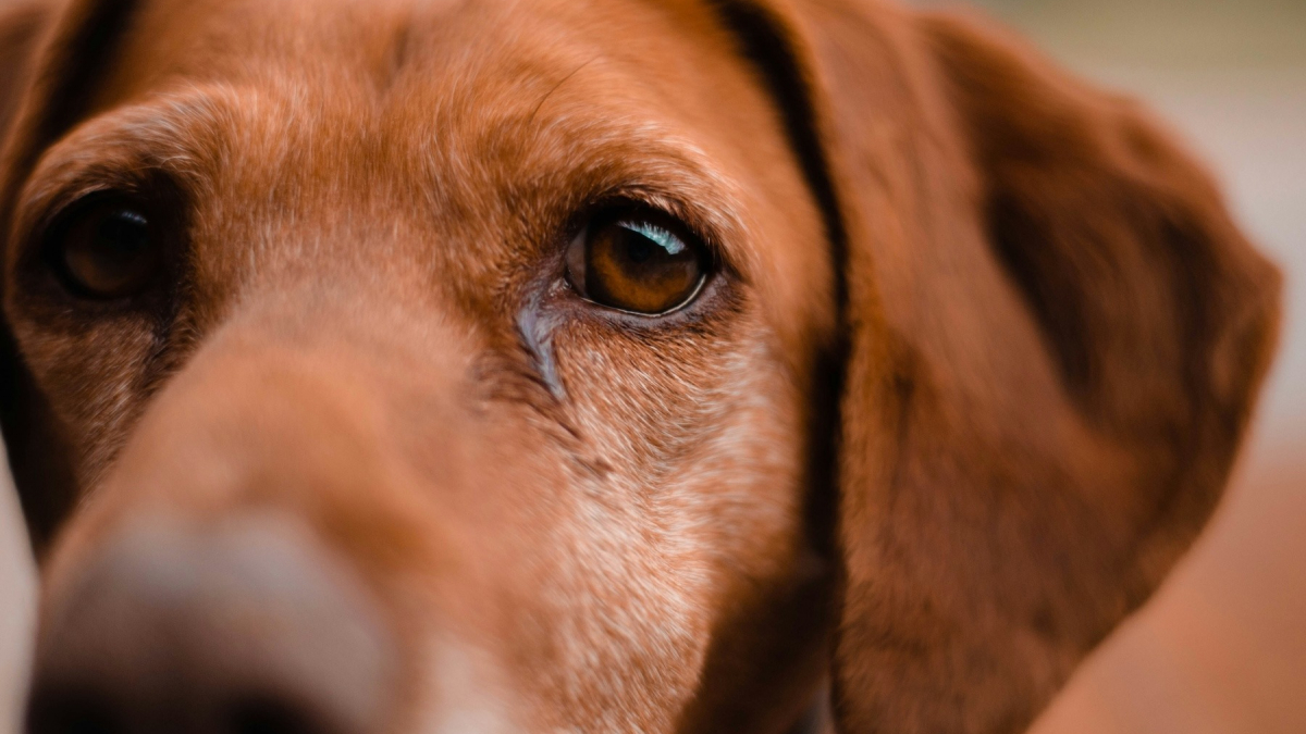 Illustration : "Votre chien a des traces brunes sous les yeux ? Comprendre les causes et savoir quand consulter"