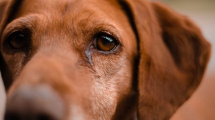 Illustration : Votre chien a des traces brunes sous les yeux ? Comprendre les causes et savoir quand consulter