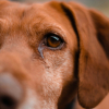Illustration : Votre chien a des traces brunes sous les yeux ? Comprendre les causes et savoir quand consulter