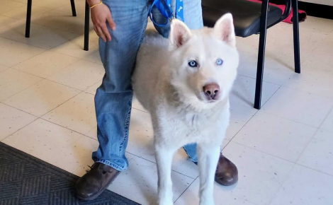 Ce chien disparu depuis un an est retrouvé à près de 1 700 km de chez lui et rentre grâce à sa puce