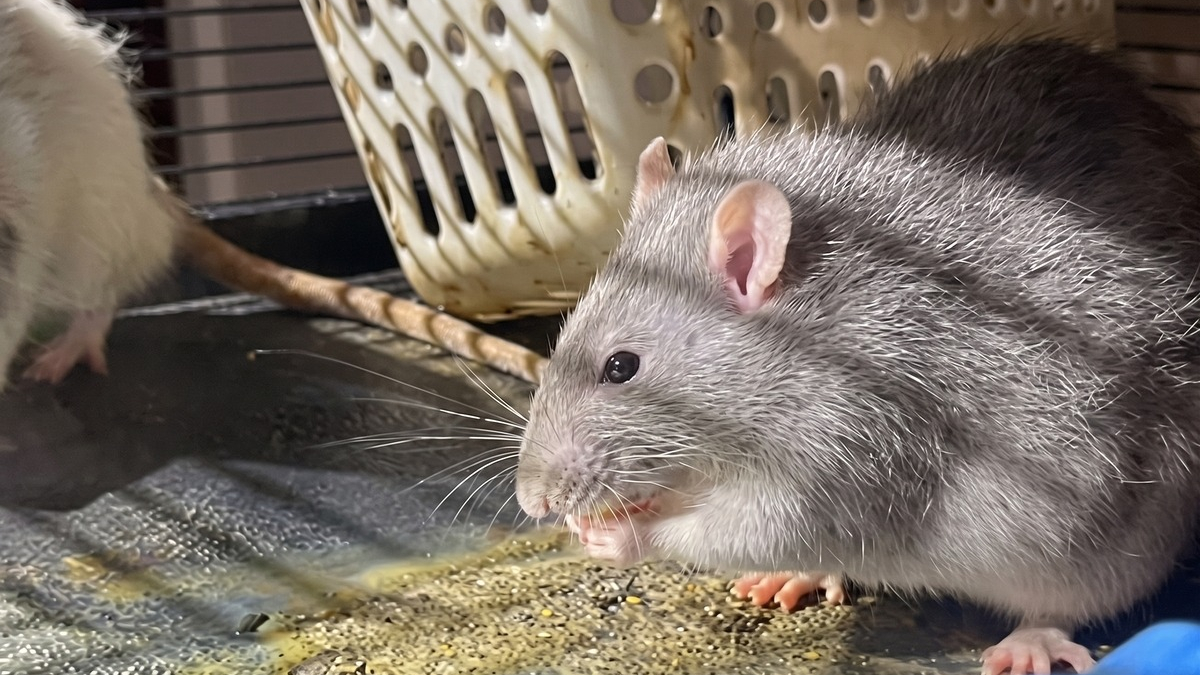 Illustration : "Une chatte et 3 rats laissés sans eau ni nourriture sont secourus après l’obtention d’un mandat"