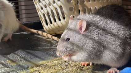 Illustration : Une chatte et 3 rats laiss&eacute;s sans eau ni nourriture sont secourus apr&egrave;s l&rsquo;obtention d&rsquo;un mandat