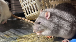 Illustration : "Une chatte et 3 rats laissés sans eau ni nourriture sont secourus après l’obtention d’un mandat"