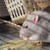 Illustration : Une chatte et 3 rats laiss&eacute;s sans eau ni nourriture sont secourus apr&egrave;s l&rsquo;obtention d&rsquo;un mandat
