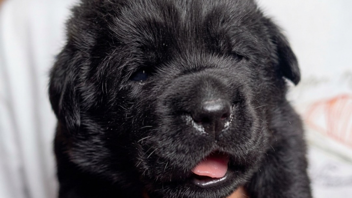 Illustration : "Un chiot équipé d’un micro au collier grogne doucement, puis bâille avec un petit couinement (vidéo)"