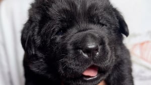 Illustration : Un chiot équipé d’un micro au collier grogne doucement, puis bâille avec un petit couinement (vidéo)