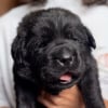 Illustration : Un chiot &eacute;quip&eacute; d&rsquo;un micro au collier grogne doucement, puis b&acirc;ille avec un petit couinement (vid&eacute;o)