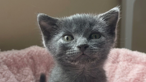 Illustration : Cette chatonne née avec une hypothyroïdie gagne en vitalité, mais doit vivre avec sa maladie (vidéo)