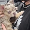 Illustration : Des chiens sont propos&eacute;s contre des cartes Pok&eacute;mon lors de salons, selon plusieurs collectionneurs