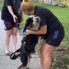 Illustration : Un chien disparu depuis pr&egrave;s de 8 mois retrouve sa famille gr&acirc;ce au couple qui l&rsquo;a mis &agrave; l&rsquo;abri (vid&eacute;o)