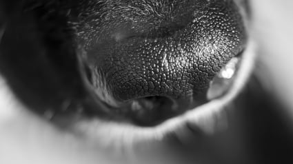 Illustration : La truffe de votre chien est aussi unique qu'une empreinte humaine : mythe ou r&eacute;alit&eacute; ?