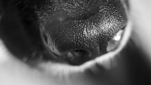 Illustration : "La truffe de votre chien est aussi unique qu'une empreinte humaine : mythe ou réalité ?"