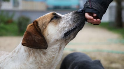 Illustration : Les chiens pourraient percevoir notre peur gr&acirc;ce &agrave; l&rsquo;odeur de la sueur humaine, selon une &eacute;tude