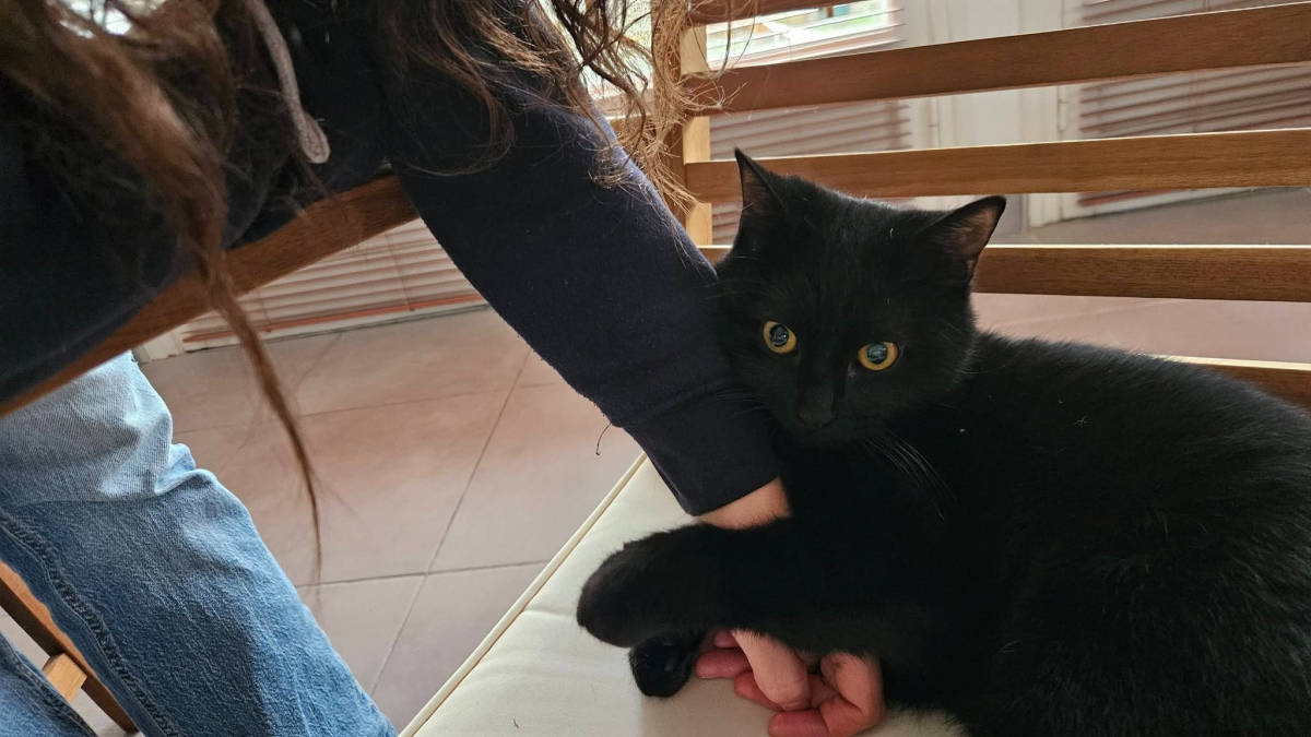 Illustration : "Une famille annule ses vacances pour chercher sa chatte disparue sur une aire d’autoroute, retrouvée après 29 jours"