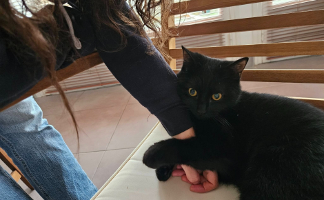 Une famille annule ses vacances pour chercher sa chatte disparue sur une aire d’autoroute, retrouvée après 29 jours