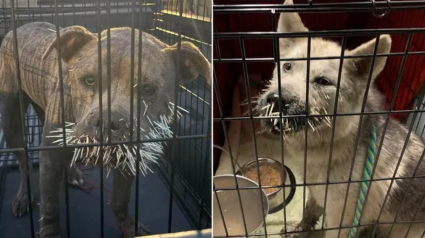 Illustration : Le corps couvert de 673 &eacute;pines, 2 chiens errants sont secourus apr&egrave;s plusieurs jours