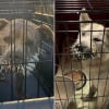 Illustration : Le corps couvert de 673 &eacute;pines, 2 chiens errants sont secourus apr&egrave;s plusieurs jours