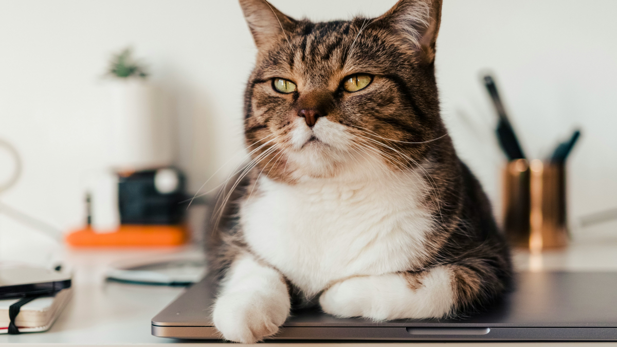 Illustration : "Inflation et pouvoir d'achat : comment faire face aux dépenses vétérinaires imprévues pour son chat ?"